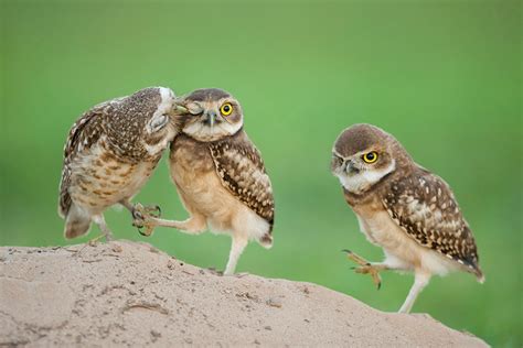 Playful Owls in HD - Wallpaper