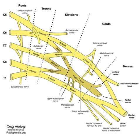 Upper Limb Anatomy: The Axilla - Ponder Med