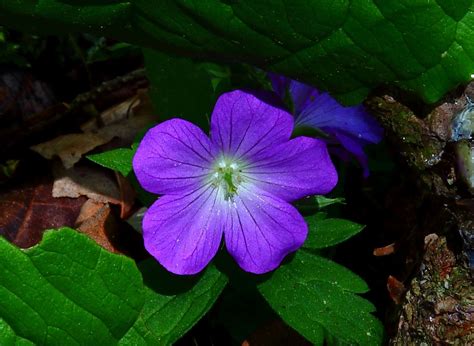 Tiny Purple Forest Flower Macro | Flowers| Free Nature Pictures by ...