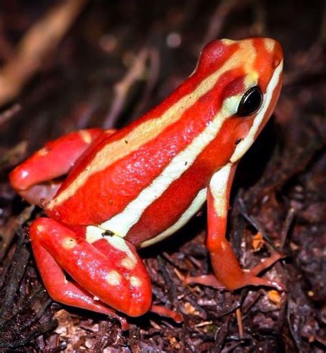 Phantasmal poison frog | Ger Bosma | Poison frog, Frog, Dart frog