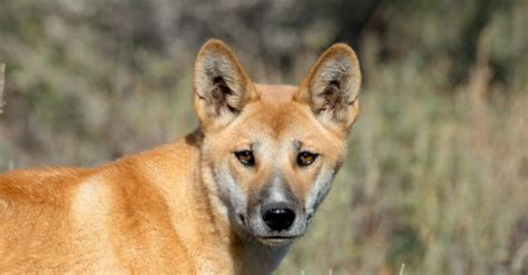 10 Incredible Dingo Facts - WikiPoint - Wiki Point