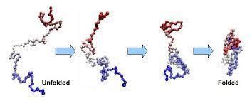 Protein folding