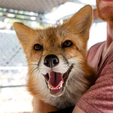 Meet The World’s First Domesticated Foxes - Dog Dispatch