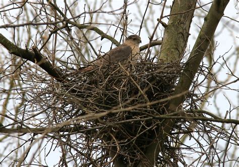 Ohio Bird Photo Collection: Cooper's Hawk on Nest