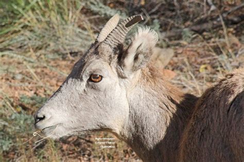 Birds and Nature: Bighorn Sheep in Bighorn Sheep Canyon-Colorado