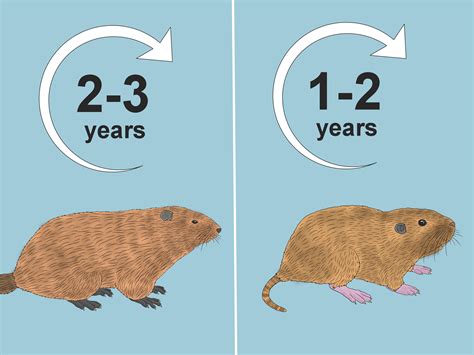 Are Groundhogs Gophers And Prairie Dogs The Same Animal