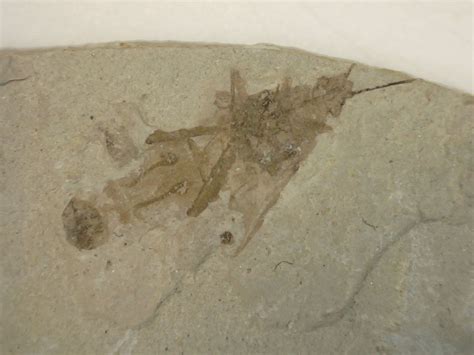 Fossil Insect, Liaoning (China) #11