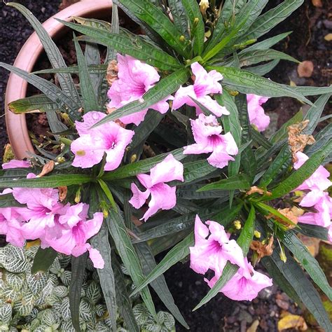 Ruellia Brittoniana, Mexican Petunia, Pink in GardenTags plant encyclopedia