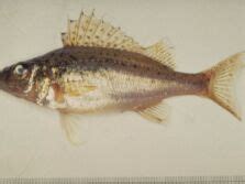 Eurasian Ruffe | Ontario's Invading Species Awareness Program