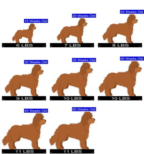 Cockapoo Growth Chart. Cockapoo Weight Calculator.