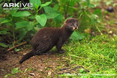 European Mink, Mustela lutreola (Mustelidae) | Mink animal, Most ...