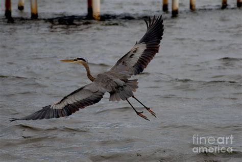 Blue Heron in Flight Photograph by Ken Davidoff - Fine Art America