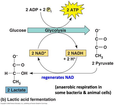 Lactic acid fermentation / การหมักให้เกิดกรดแล็กทิก - Food Wiki | Food ...