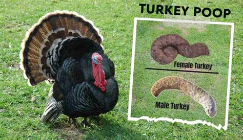 What Does Turkey Poop Look Like? A Hunter's Guide to Identifying Turkey ...