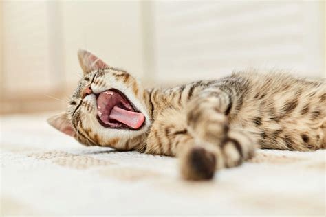 Why Do Cats Yawn?