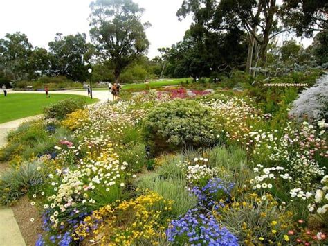 A taste of Australian Wildflowers in Kings Park Perth