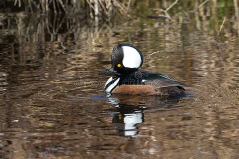 Hooded merganser duck stock photo. Image of hooded, lake - 113773432