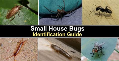 16 Small House Bugs With Pictures and Names - Identification Guide