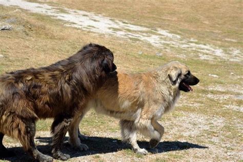 Estrela Mountain Dog Breed Information and Pictures - PetGuide | PetGuide