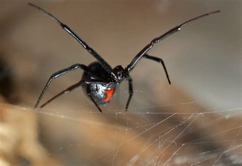 Unexpectedly Shocking Facts About Black Widow Spiders