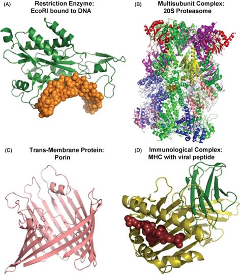 Variety of protein structures. Examples of different types of proteins ...