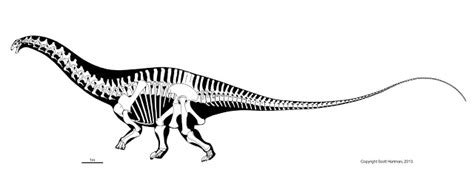 Massive changes incoming to diplodocid sauropod stanceDr. Scott Hartman ...