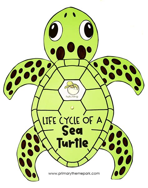 life cycle of a turtle for kids - Sweepstakes Blogsphere Pictures Gallery