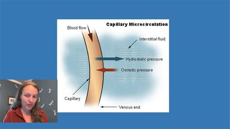 Pocăinţă Căpitane brie cât de des hydrostatic pressure human body bric ...