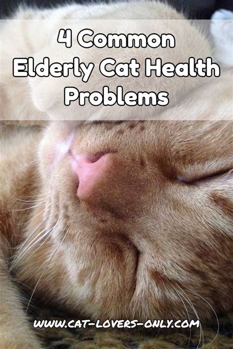 Common Elderly Cat Health Problems | Signs, Symptoms, And Causes Of The ...