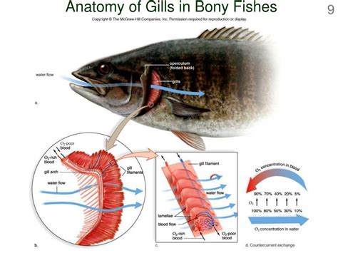 Bony Fish External Anatomy