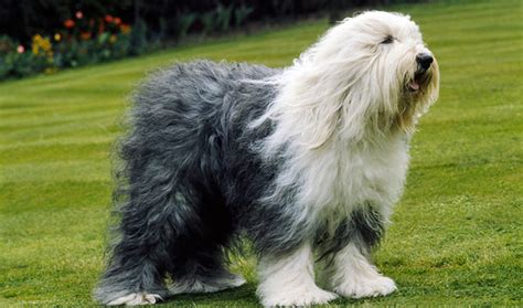 Old English Sheepdog (Bobtail) - Dog Breed Information, Photo, Care ...