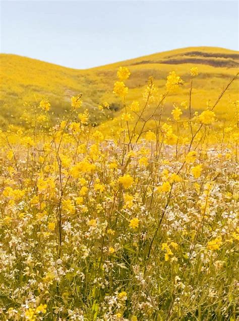 How to See the Chino Hills State Park Wildflowers (Mustard Blooms ...