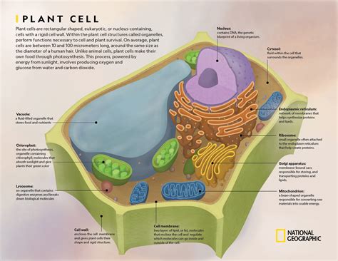 Plant Cell