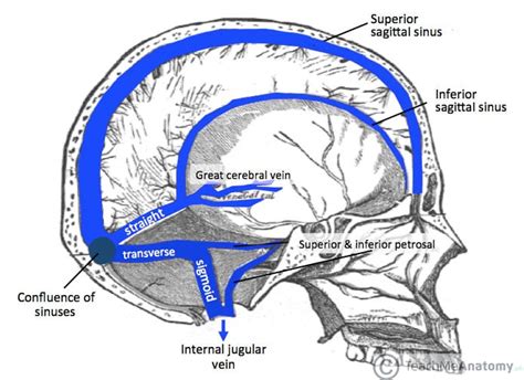 Venous Drainage of the CNS - Cerebrum - TeachMeAnatomy