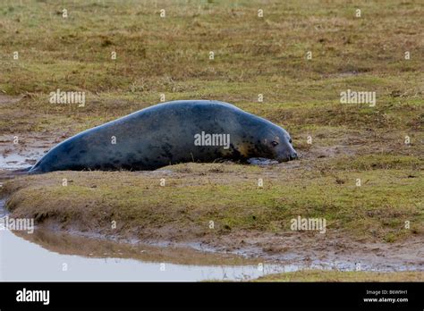 grey seal halichoerus grypus pup Stock Photo - Alamy