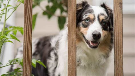 Australian Shepherd Grooming Styles | Paws and Learn