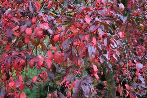 Euonymus europaeus 'Red Cascade', Spindle 'Red Cascade', shrubs, fall ...