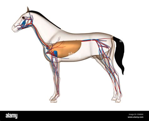 Horse Lung Anatomy Diagram