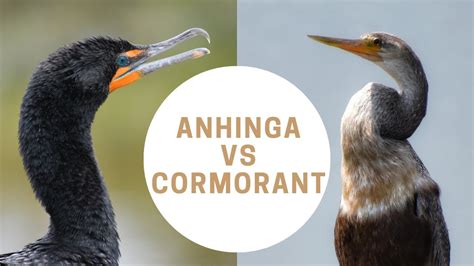 Anhinga vs Cormorant | Anhinga or Cormorant | Snakebird - YouTube