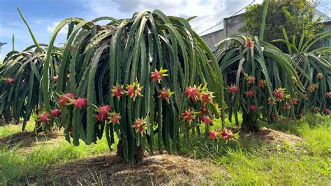 Dragon Fruit Plant Care: How to Grow Dragon Fruit (Pitaya)