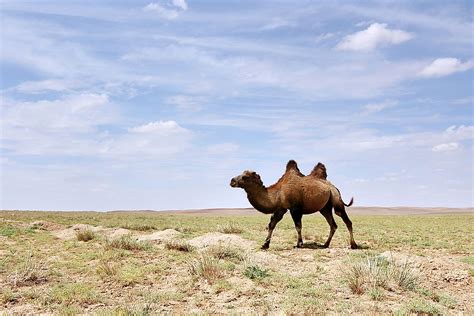 What Animals Live In The Gobi Desert? - WorldAtlas