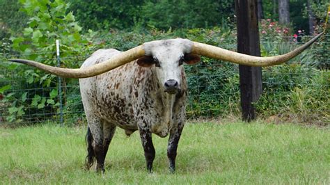 Guinness World Record For Longest Horn Span Goes To Texas Longhorn From ...