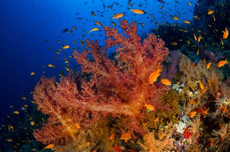 Egypt Red Sea Coral Reefs