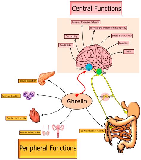 IJMS | Free Full-Text | From Belly to Brain: Targeting the Ghrelin ...