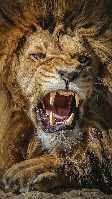 Lion Roaring 4K Ultra HD Wallpapers - Top Free Lion Roaring 4K Ultra HD ...