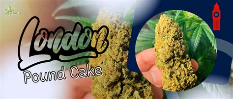 London Pound Cake Strain Review: A Sweet Indica-Dominant Hybrid - 420 ...