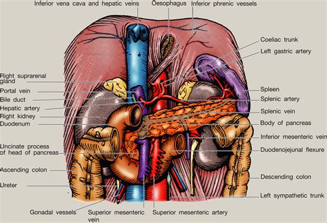 Anatomy of the pancreas and spleen - Surgery - Oxford International Edition