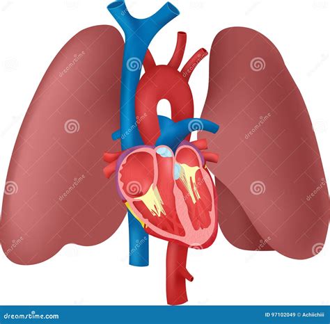 Heart, Lungs And Diaphragm Posterior View Royalty-Free Stock Image ...