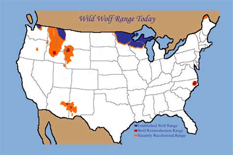 Abe's Animals: American gray wolf range map illustration