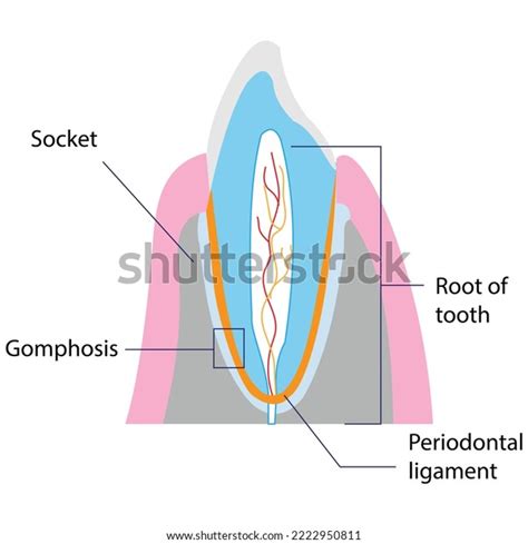 Gomphosis Specialized Fibrous Joint That Anchors Stock Vector (Royalty ...